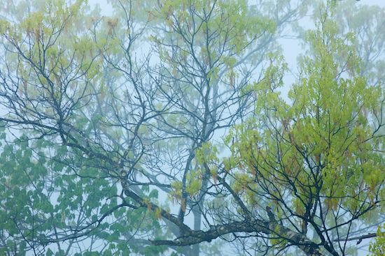 Springtime;tree limbs;trees;branches;Botanicals;Peaceful;Leafy;branch;Leaf;Green;Season;leaves;fog;Leaves;tree;misty;zen;Gray;Looking up;foggy;Big South Fork National River & Recreation Area;Foliage;mist;Spring