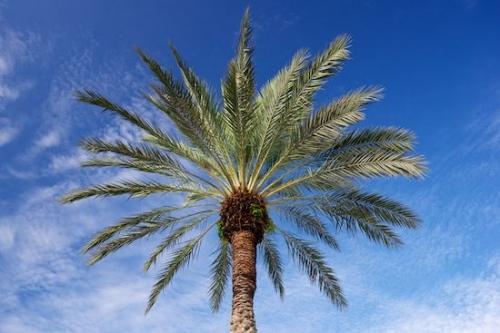 Florida;Tan;Palm;Brown;Green;Blue;palm tree;tropical;tree;palm;sky;looking up