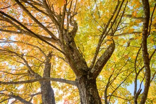 Autumn;Blue;Branches;Brown;Calm;Fall;Forest;Gold;Healing;Health care;Healthcare;Leaf;Looking up;Maple;Maple Leaves;Maple tree;Nature;Pastoral;Tan;Timber;Timberland;Tree;Wabi Sabi;Warm Colors;Warm Palette;Warm Tones;Wood;Woodland;Woods;Yellow;bark;branch;color;foliage;green;leaves;limb;limbs;oneness;orange;peaceful;restful;serene;sky;soothing;tranquil;tree limbs;tree trunk;trees;trunk;zen