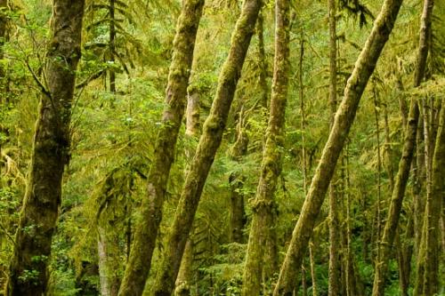 Branches;Forest;Forested;Leaves;Moss;Oneness;Peaceful;Timber;Timberland;Tree;Trees;Trunk;Wood;Woodland;Woods;bark;limbs;nmoss;tree limbs;zen