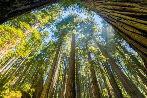 Branches;California;Forest;Forested;Looking up;Oneness;Redwood National Park;Timber;Timberland;Tree;Trees;Trunk;United States;Woodland;Woods;bark;limbs;zen