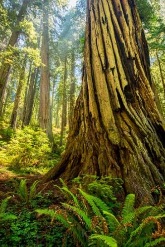 Botannicals;California;Fern;Forest;Forested;God Rays;Green;Plant;Redwood;Redwood National Park;Sunbeam;Sunlight;Sunlit;Sunrays;Sunshine;Timberland;Tree;Trees;Trunk;Wood;Woodland;Woods;bark;botanical