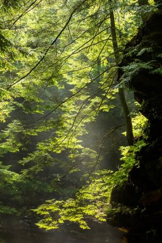 Brown;Forest;Forested;Geological;Geology;God Rays;Gorge;Green;Habitat;Rock;Rocks;Stone;Stones;Striation;Sunbeam;Sunlight;Sunlit;Sunrays;Timberland;Tree;Valley;Wood;Woodland;Woods;trees