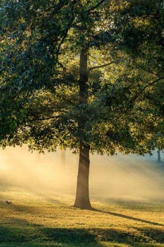 Branch;Branches;Brown;Foliage;God Rays;Gold;Green;Healing;Health care;Healthcare;Henry Horton;Leaves;Mist;Obscured;Oneness;Peaceful;Sun-up;Sunbeam;Sunlight;Sunlit;Sunrays;Sunshine;Tan;Tree;Tree Trunk;Trees;Trunk;Yellow;botanical;calm;fog;foggy;haze;limbs;misty;restful;serene;soothing;tranquil;tree limbs