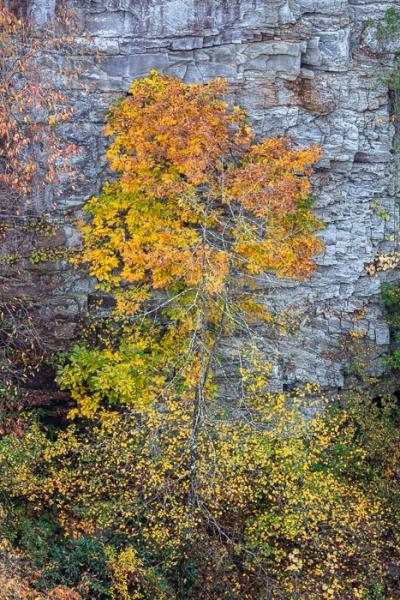 Autumn;Bluff;Branches;Calm;Concepts;Cool Colors;Cool Palette;Cool Tones;Fall;Fall Creek Falls State Resort Park;Green;Greens;Healing;Health care;Healthcare;Leaf;Leaves;Nature;Oneness;Pastoral;Rock;Rock formations;Rocks;Rocky;State Park;Stone;Stones;Tennessee;Tree;United States;Yellow;bark;cliff;color;foliage;landscape;leaves;limbs;peaceful;plants;restful;serene;soothing;tranquil;tree;tree limbs;trees