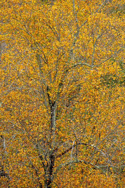 Abstract;Abstraction;Autumn;Branches;Brown;Calm;Concepts;Fall;Fall Creek Falls State Resort Park;Forest;Gold;Habitat;Healing;Health care;Healthcare;Leaf;Leaves;Line;Minimalism;Nature;Oneness;Pastoral;State Park;Sunlight;Sunshine;Tan;Tennessee;Tree;United States;Yellow;bark;branch;foliage;landscape;leaves;limbs;pattern;peaceful;plants;restful;serene;soothing;sunlit;texture;tranquil;tree;tree limbs;trees;trunk;zen