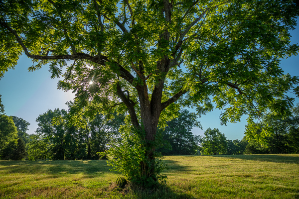 Blue;Branches;Brown;Calm;Healing;Health care;Healthcare;Leaf;Looking up;Nature;Pastoral;Sunlight;Sunshine;Tree;bark;branch;foliage;green;landscape;leaves;limbs;oneness;peaceful;restful;serene;soothing;sunlit;tranquil;tree limbs;tree trunk;trees;trunk;zen