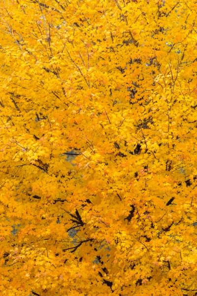 Abstract;Abstraction;Acer saccharum;Autumn;Biophilic;Blossom;Blossoms;Calm;Concepts;Fall;Flora;Floweret;Flowering;Flowers;Flowers & Plants;Forest;Gold;Healing;Health care;Healthcare;Henry Horton;Henry Horton State Park;Leaf;Leaves;Maple tree;Minimalism;Natural;Nature;Oak;Oneness;Pastoral;Plant;Season;State Park;Sugar Maple;Tennessee;Tree;United States;Yellow;biophilic design;biophilic interior design;bloom;branch;bright;color;colorful;flora;floral;flower;foliage;golden;landscape;leaves;orange;park;pattern;peaceful;plants;restful;seasonal;serene;soothing;texture;tranquil;trees;vascular plant;woody plant;zen