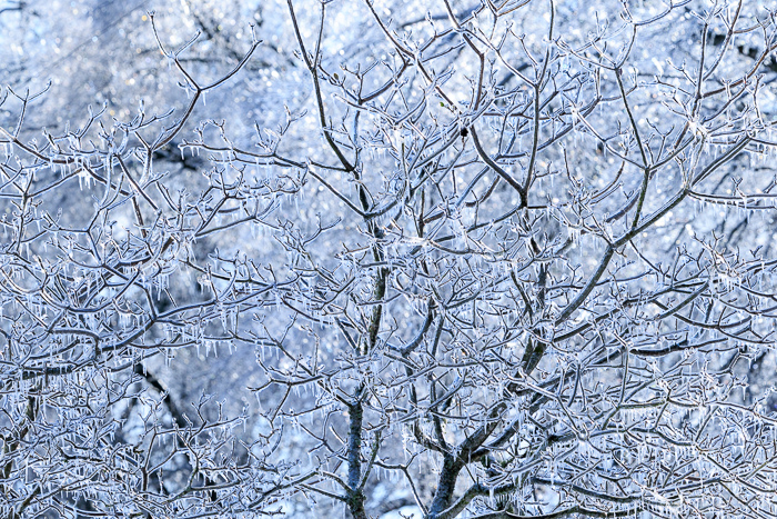 Abstract;Abstraction;Branches;Calm;Close-up;Cold;Concepts;Frost;Frozen;Healing;Health care;Ice;Icy;Line;Nature;Oneness;Pastoral;Shape;Snow;Tree;Winter;branch;icicle;limbs;pattern;peaceful;plants;restful;serene;snowy;soothing;texture;tranquil;tree;tree limbs