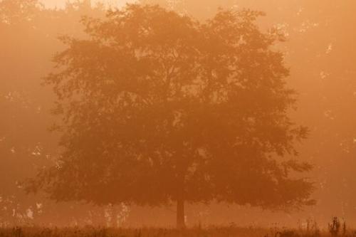 Orange;Sepia;Sunrise;trees;Beginning;Brown;Sun-up;Trees;misty;tree;tree trunk;leaves;mist;Oneness;foggy;Tennessee;fog;Tan;Fields;Fog