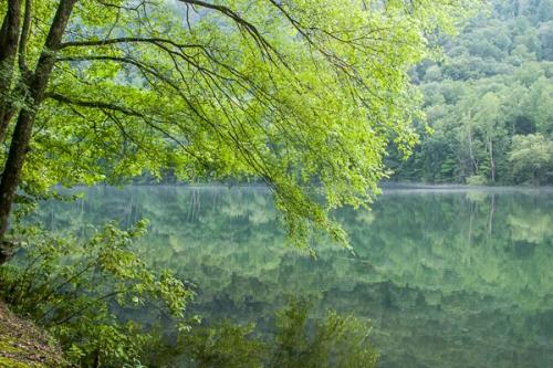 Branches;Calm;Cool Colors;Cool Palette;Cool Tones;Fog;Forest;Green;Greens;Habitat;Healing;Health care;Healthcare;Mountains;Seasons;Spring;Springtime;Tennessee;Tree;United States;Water;branch;color;foggy;haze;lake;mist;misty;peaceful;reflection;reflections;restful;serene;soothing;tranquil;tree limbs;trees