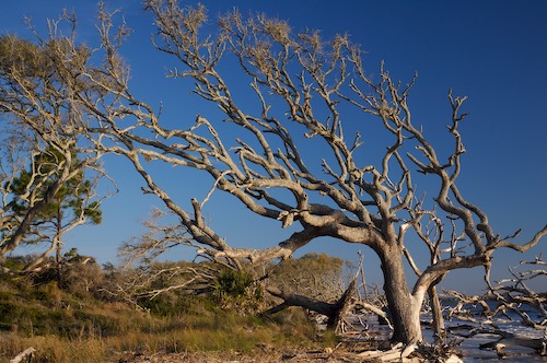 Bark;Beach;Beaches;blue sky;Branch;Branches;driftwood;dunes;grass;Herbaceous;ocean;Plant;Sand;Shore;Shoreline;Tree;Tree Trunk;Trees;Trunk;yucca