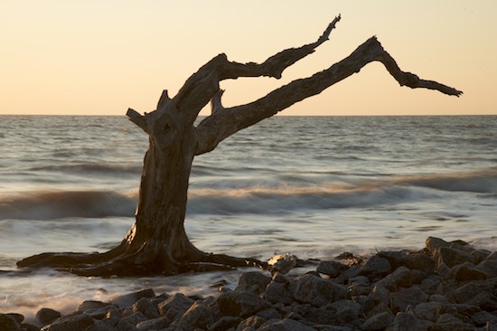 Bark;Beach;Beaches;Branch;Branches;close of day;Contour;Drift;driftwood;dusk;evening;eventide;Form;Georgia;Herbaceous;Jekyll Island;last Light;Ocean;Outline;Plant;Profile;Sea;seafoam;Sepia;Shadow;Shape;Shore;Shoreline;Silhouette;Sky;sun;sunset;Tree;Tree Trunk;Trees;Trunk;Water;Waves;whitewater