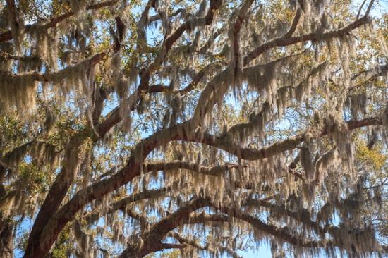 Abstract;Abstraction;Blue;Botanical;Branches;Brown;Calm;Gold;Healing;Herbaceous;Leaf;Looking up;Nature;Pastoral;Spanish Moss;Sunlight;Tan;Tree;Wabi Sabi;Yellow;bark;botanicals;branch;foliage;green;leaves;oneness;pattern;peaceful;plant;plants;restful;serene;soothing;sunlit;tranquil;tree limbs;tree trunk;trees;trunk