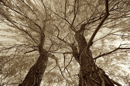 Bark;Black and White;Botanical;Botanicals;botany;Branch;Branches;buds;close up;Clouds;flora;Green;greenery;herb;Herbaceous;herbage;Plant;plant;plants;Sepia;shrub;Sky;Spring;Tree;Tree Trunk;Trees;Trunk;Vegetation;weeping;willow