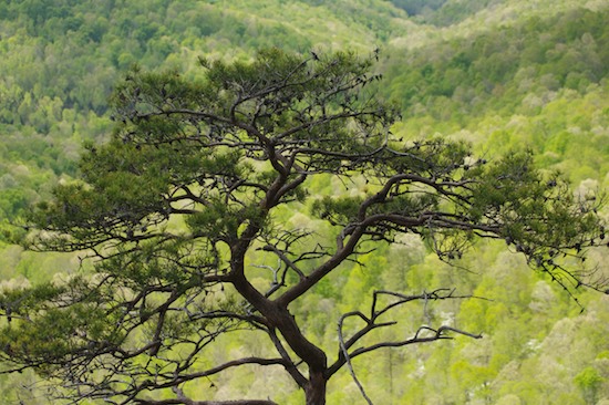 Bluff;Canyon;Cliff;Cumberland Plateau;Green;Jamestown;Pogue Creek;Rock Face;Rock Formations;Sheer;Steep;Tennessee
