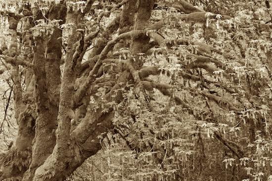 Abstract;Abstractions;B&W;Bark;Black and White;Bluff;Boreal;botanical;Botanical;botanicals;botany;Bush;Canyon;Cliff;Colorful;Concepts & Emotions;cool;Cumberland Plateau;Ferns;flora;Foliage;Forest;Green;greenery;herb;herbage;Humid;Leaf;Leaves;lush;Luxuriant;Moss;Natural;Nature;Outdoors;Patterns;peace;plant;Plants;plants;Rain forest;Rainforest;rest;Rock Face;Rock Formations;Sepia;Shapes;Sheer;shrub;soothing;Steep;Temperate;Textures;Timberland;Trees;Tropical;Vegetation;vegetation;Weather;Wet;Woodland;Woods