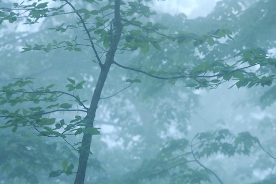 Aqua;Bark;Branch;Branches;Bush;Fog;Foggy;Forest;Gray;Green;Haze;Herbaceous;Leafy;Mist;Misty;Obscured;Plant;Shrub;Timber;Timberland;Tree Trunk;Trees;Trunk;Wood;Woodland;Woodlands;Woods