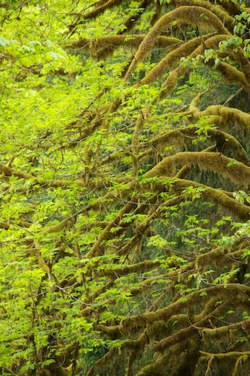 Bark;Boreal;Botanical;Bush;Ferns;Forest;Humid;Leaf;Leaves;Luxuriant;Moss;Natural;Nature;Outdoors;Plants;Rain forest;Rainforest;Temperate;Timberland;Trees;Tropical;Weather;Wet;Woodland;Woods;Abstract