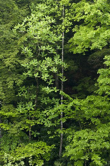 Plant;Trunk;Bark;Leafy;Branches;Branch;Woodland;Herbaceous;Shrub;Bush;Trees;Tree Trunk;Wood;Woods;Timber;Timberland;Forest