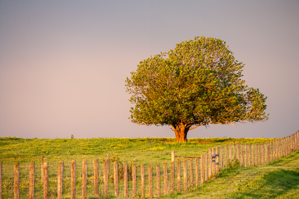 Branches;Bush;Calm;Concepts;Healing;Health care;Healthcare;Herbaceous;Hills;Leafy;Leaves;Minimalism;Nature;Oneness;Pastoral;Plant;Shrub;Storm;Sunlight;Sunshine;Tree;Weather;Woodland;bark;branch;fence;field;grass;landscape;limbs;pasture;peaceful;plants;restful;serene;sky;soothing;sunlit;tranquil;tree;tree limbs;tree trunk;trees;trunk;zen