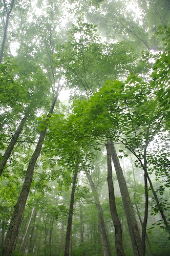 Forest;Norma;Northern Cumberlands;Sundquist Wildlife Management Area;Tennessee;Timber;Timberland;Wood;Woodland;Woodlands;Woods