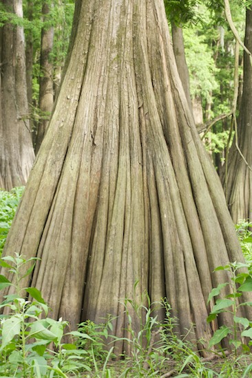 Abstract;Abstractions;Bark;Bottomland;Branch;Branches;Delta;Flood Plain;Forest;Hardwood;Herbaceous;Low Lying;Msrap;Patterns;Plant;Shapes;Textures;Tree;Tree Trunk;Trees;Trunk