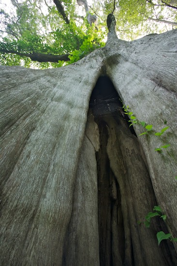 Bark;Bog;Branch;Branches;Bush;Forest;Herbaceous;Leafy;Marsh;Mire;Msrap;Muskeg;Old Growth;Plant;Shrub;Swamp;Swamps;Timber;Timberland;Tree Trunk;Trees;Trunk;Wood;Woodland;Woods