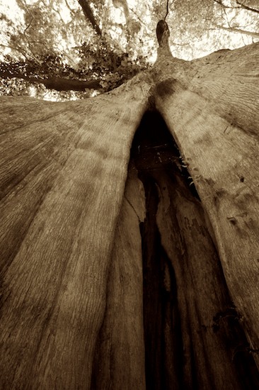 Bark;Black and White;Bog;Branch;Branches;Bush;Forest;Herbaceous;Leafy;Marsh;Mire;Msrap;Muskeg;Old Growth;Plant;Sepia;Shrub;Swamp;Swamps;Timber;Timberland;Tree Trunk;Trees;Trunk;Wood;Woodland;Woods