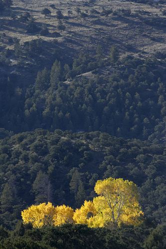 Colorado;Alamosa;Great Sand Dunes National Park and Preserve;Plant;Trunk;Bark;Leafy;Branches;Branch;Woodland;Herbaceous;Shrub;Bush;Trees;Tree Trunk;Leaf;Leaves;Foliage;Vein;Range;Pinnacle;Summit;Mountainous;Peak;Precipice;Mountain Top;Mountains;Mountain