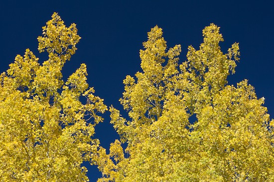 Autumn;Bark;Blue;Branch;Branches;Bush;Colorado;Fall;Foliage;Herbaceous;Leaf;Leafy;Leaves;Plant;Shrub;Tree Trunk;Trees;Trunk;Vein;Wolf Creek Pass;Woodland;Yellow