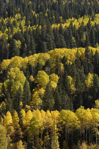 Colorado;South Fork;Wolf Creek Pass;Plant;Trunk;Bark;Leafy;Branches;Branch;Woodland;Herbaceous;Shrub;Bush;Trees;Tree Trunk;Leaf;Leaves;Foliage;Vein