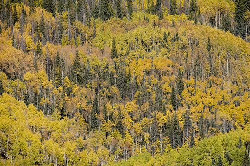 Colorado;South Fork;Wolf Creek Pass;Leaf;Leaves;Leafy;Foliage;Vein;Plant;Trunk;Bark;Branches;Branch;Woodland;Herbaceous;Shrub;Bush;Trees;Tree Trunk;Textures;Shapes;Patterns;Abstractions;Abstract;Seasons;Fall