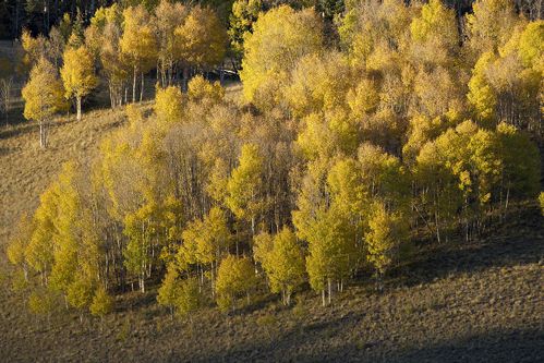Colorado;South Fork;Silver Thread Scenic Byway;Plant;Trunk;Bark;Leafy;Branches;Branch;Woodland;Herbaceous;Shrub;Bush;Trees;Tree Trunk;Wood;Woods;Timber;Timberland;Forest;Leaf;Leaves;Foliage;Vein