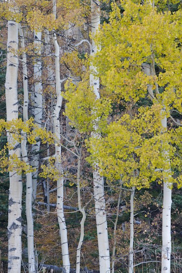Bark;Branch;Branches;Bush;Foliage;Herbaceous;Leaf;Leafy;Leaves;Plant;Shrub;Tree Trunk;Trees;Trunk;Vein;Woodland;Yellow