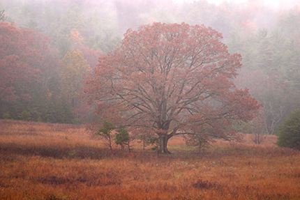 Mist;National Parks;Fall;Seasons;Smoky Mountains;Forest;Tennessee;Plant;Trunk;Bark;Leafy;Branches;Branch;Woodland;Herbaceous;Shrub;Bush;Trees;Tree Trunk
