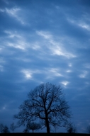 Bark;Black;Blue;Branch;Branches;Cloud;Cloud-Formation;Clouds;Concepts-Emotions;C