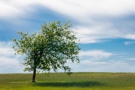 Blue;Branches;Brenham;Cloud;Cloud-Formation;Clouds;Field;Grass;Green;Sky;Texas;T