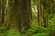 Bark;Branch;Branches;Brown;Fern;Forest;Green;Herbaceous;Hoh-Rainforest;Olympic-N