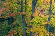 Autumn;Botanical;Branches;Brown;Fall;Forest;Forested;Gold;Harriman-State-Park;He