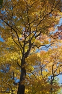 Autumn;Bark;Blue;Branch;Branches;Brown;Fall;Foliage;Green;Harriman-State-Park;He