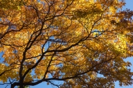 Autumn;Bark;Blue;Branch;Branches;Brown;Contour;Fall;Foliage;Form;Green;Harriman-