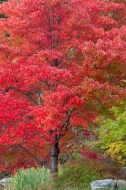 Autumn;Branches;Brown;Calm;Cattails;Fall;Harriman-State-Park;Healing;Leaf;Maple;