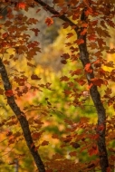 Autumn;Branches;Bush;Caryville;Contour;Couchville-Cedar-Glade-State-Natural-Area