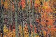 Autumn;Bark;Bluff;Boulder;Branch;Branches;Bush;Caryville;Cliff;Crag;Cumberland-P