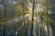 First-Light;Fog;Break-of-Day;Timber;United-States;Rays;Haze;Tennessee;Dawn;Woodl