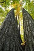 Tree-Trunk;Trees;Bush;Shrub;Herbaceous;Woodland;Branch;Branches;Leafy;Bark;Trunk