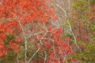 Alabama;Autumn;Bark;Bluff;Branch;Branches;brook;Bush;Cliff;Crag;creek;Escarpment