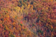 Mountain;Mountainside;Fall;tree;Hills;Forest;tree-trunk;leaves;Valley;Wood;Tan;W