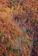 Mountain;leaves;Yellow;Benham;Green;Autumn;Forest;Gold;Woods;Woodlands;Hillside;